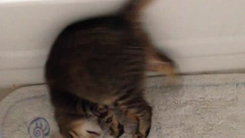 Cat does Summersault as soon as Owner tell to!