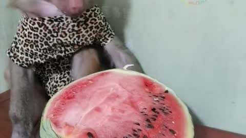 Cute little monkey eating big watermelon