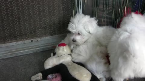 Adorable Maltese Puppies playing / Cute Maltese Puppy playing