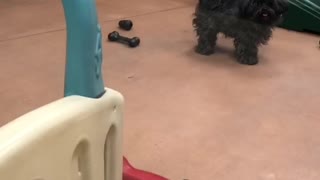 Home Time Delight At Doggy Day Care