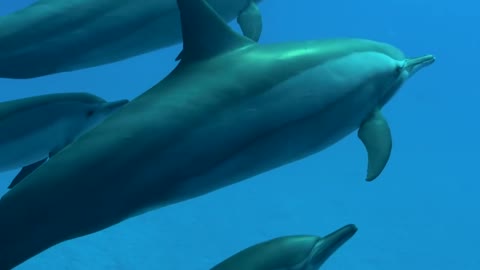 ANIMAL VIDEO OF THE DAY - DOLPHINS