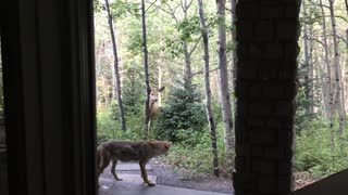 Deer Chasing Coyote