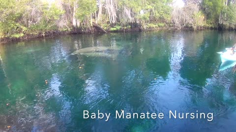 Manatee Encounter