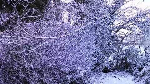 Morning at the Cottage, Snow Ireland.