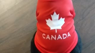 Eh, Canadian (Cat)