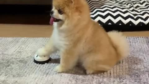 Clever Pomeranian "orders" his meal using a ring bell