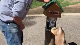 Goat Knows to Use Its Nose