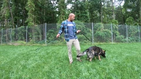 German Shepherd "Arkie" | Dog Aggression | Amazing Obedience