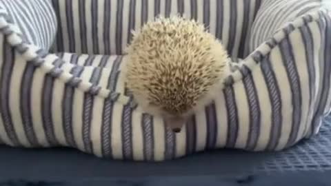 Cute Hedgehog First Person POV