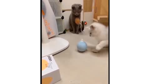 Cute cat got scared 😆 | cute baby cats | cute kitten and puppies 😺❤️