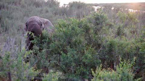 Elephant eating from a tree in Kruger National Park South Africa