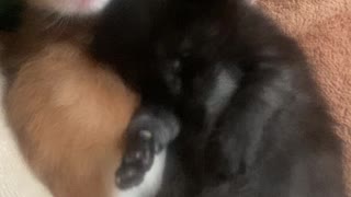 Adorable Baby Kittens