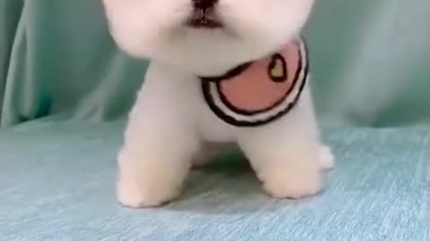Cute puppy smile become happy