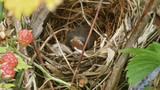 Cardinal nest in raspberry bush