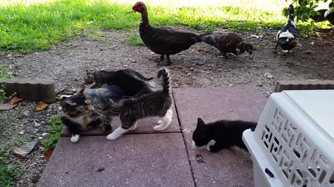 Mother cat cleans kitten while others play