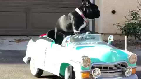 @rockerthefrenchie cruising in his classic car