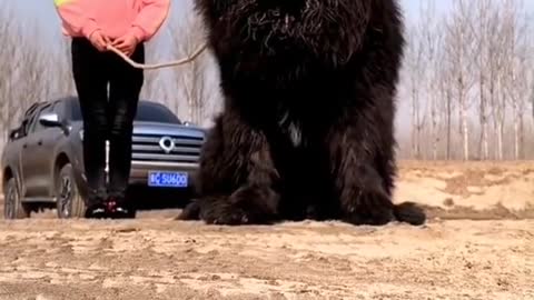The most ferocious dog Tibetan Mastiff in China