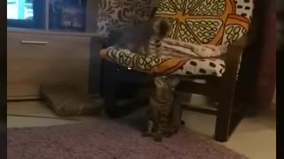 Funny dispute between two cats