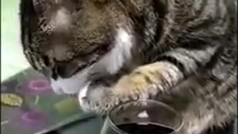 Cat drinking vino