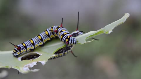 Nature colored caterpillars, one day they will be butterflies.