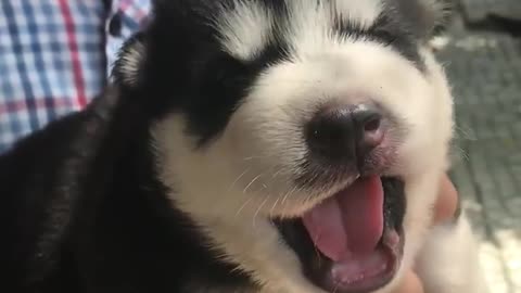 bae Husky Dog Speak Like Human