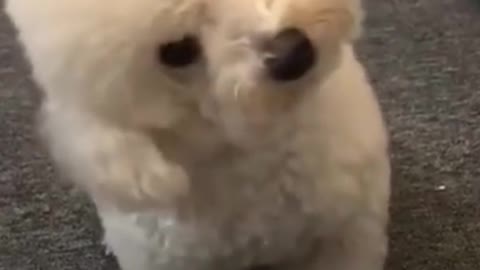 Puppy mimics the sound of an Ambulance