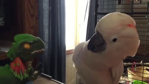 Gorgeous Cockatoo Plays With Toy Dinosaur