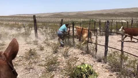 Bull Unintentionally Helps Rancher over Fence
