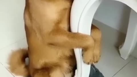 Dog Feeling Guilty 😂😂 | Crying from Laughing