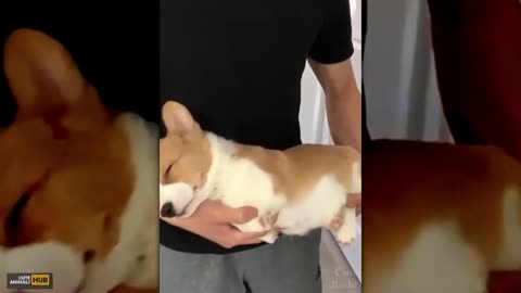 Cute baby dogos - Compilation #3