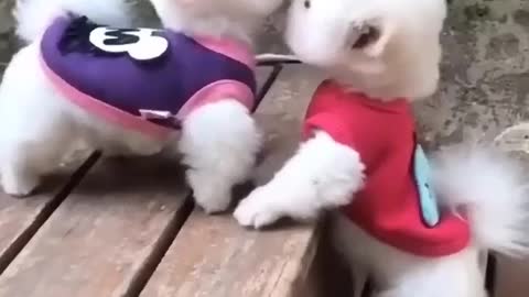 Cute puppies meeting 🥰🥰.