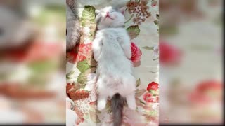 Baby Cats - Cute and Funny Cat Videos Compilation