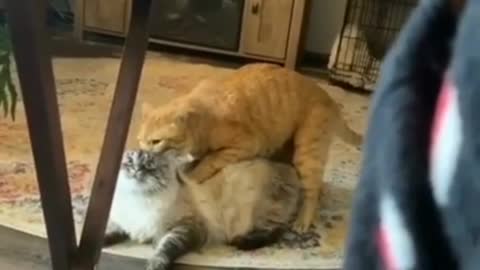 Dog tells Cats to "Get a room!"