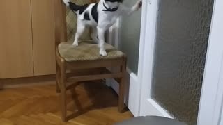 Puppy showing skills