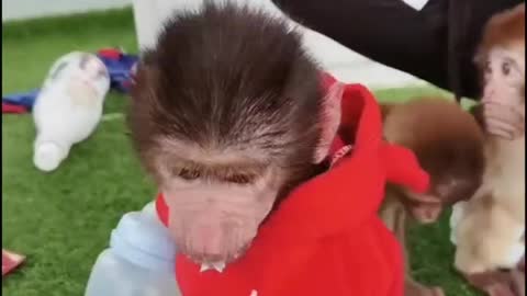 Baby baboon's milk was taken away