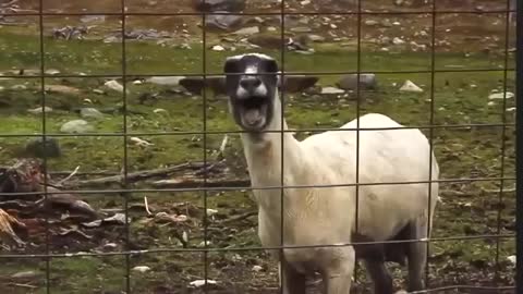 Funny Goat Yelling like Human HD 2013 !!