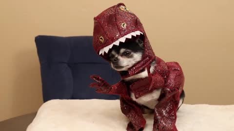 My Dogs Try On Halloween Costumes