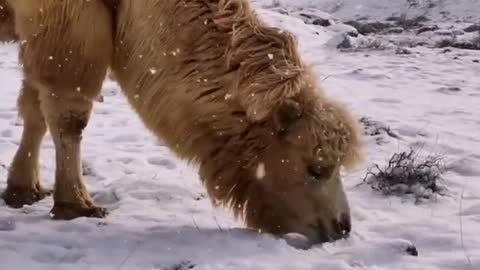 In the desert, snow becomes water for camels