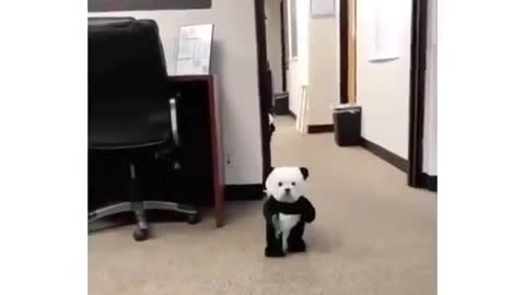 Dogs dressed like pandas really funny