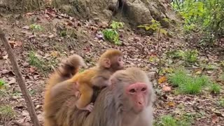 Baby monkey cute animals #3