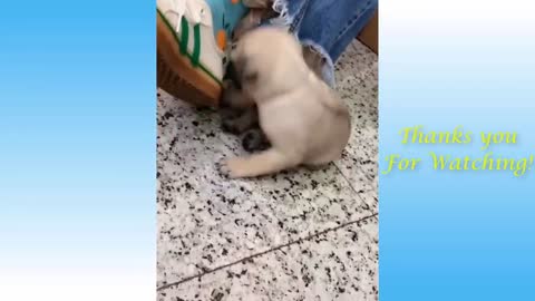 Cute Pets and Funny Animals Compilation #209