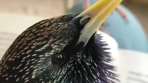 Ever heard a beatboxing starling