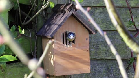 Bird Going Inside A Bird House