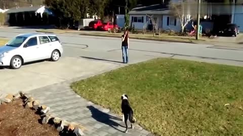 Dogs Meeting their owners after long time