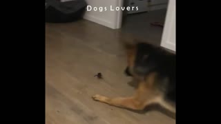 A Dog Afraid of A little Animal Walking Next to it.