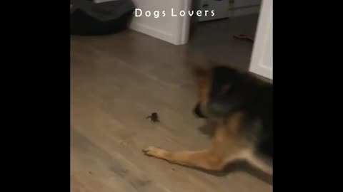 A Dog Afraid of A little Animal Walking Next to it.