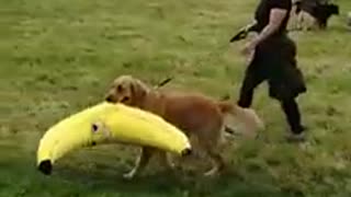 Golden Retriever carries off giant stuffed banana