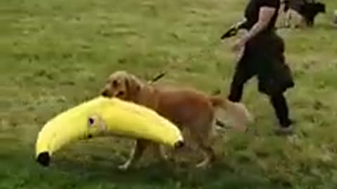 Golden Retriever carries off giant stuffed banana