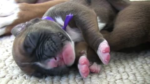Newborn Boxer Puppies Crying And Breastfeeding From Their Mom