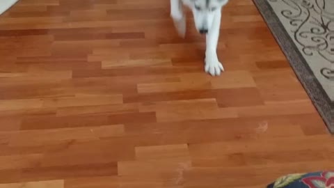 Husky demonstrates how to sploot